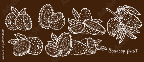 Soursop fruit outline vector set on dark brown background. Sketch of guanabana in engraving style. Set of various tropical whole fruits, halves and slices with leaves and branches.