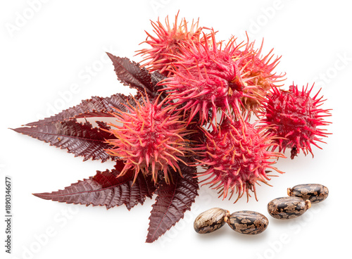 Canvas-taulu Red spiny capsules, seeds and red leaf of Castor oil plant on white background