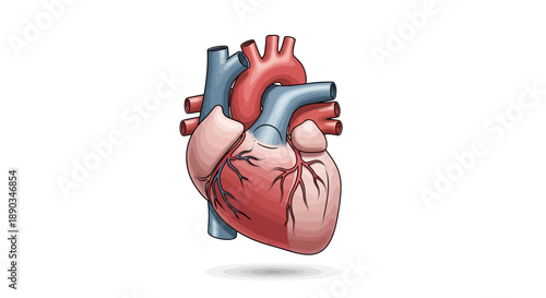 Vibrant anatomical illustration of the human heart, showcasing its intricate structure, main arteries, and veins, vital for health and medical education concepts