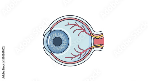 Detailed cross-sectional diagram of the human eye highlighting essential anatomical components for ophthalmology, vision, and healthcare education purposes