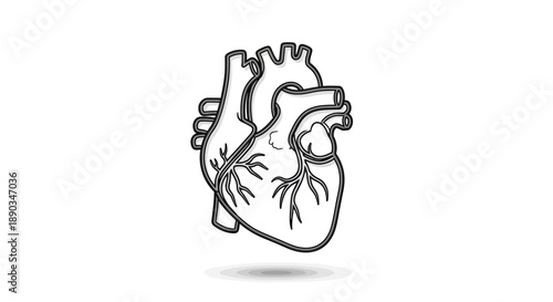 Detailed Line Art Illustration of Human Heart Anatomy for Medical and Health Concepts