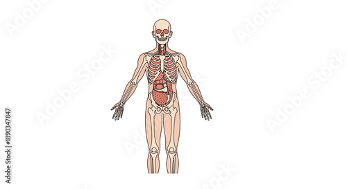 Comprehensive illustration of the human body, depicting the skeletal system and major internal organs like the heart, lungs, and digestive tract for anatomical study