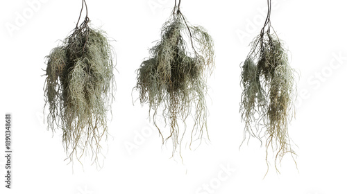 Hanging moss plants in a row isolated on white background
