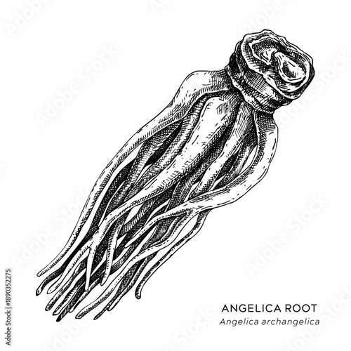 Angelica root hand drawn vector illustration. Medicinal plant sketch for herbal medicine and natural products. Not AI generated.
