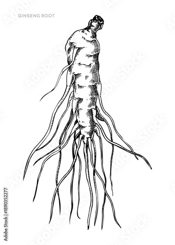 Ginseng root hand drawn vector illustration. Vintage medicinal plant sketch for herbal medicine, dietary supplements and natural products. Not AI generated.
