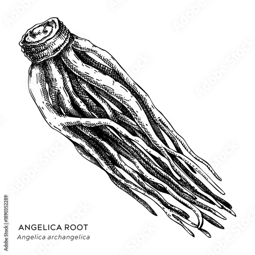 Angelica root hand drawn vector illustration. Medicinal plant sketch for herbal medicine and natural products. Not AI generated.