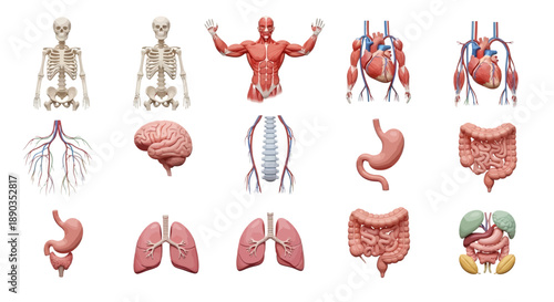 Human Anatomy Illustrated Conceptual collection showcasing skeletal, muscular, organ, and circulatory systems for biological education and medical understanding