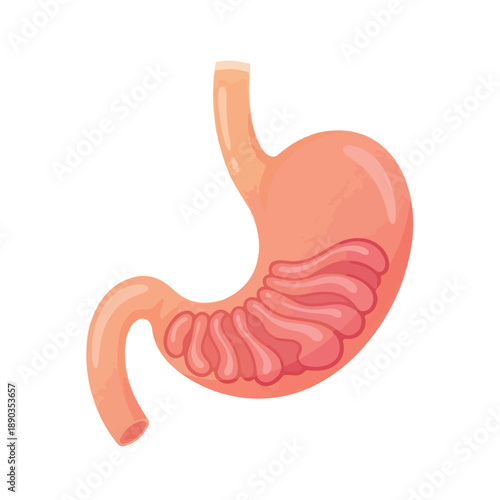 Cartoon illustration of the human stomach and small intestine, depicting vital digestive organs for anatomical study and health education