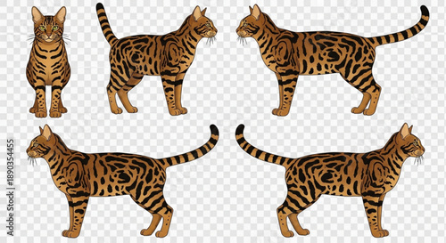 Detailed Vector Illustration Set of Bengal Cat Poses - Five Different Views of Exotic Feline with Leopard Spots for Pet Projects, Design Assets, and Animal Breed Education
