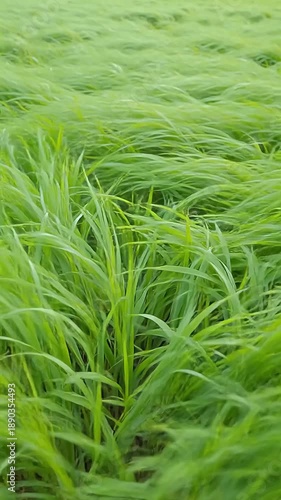 Lush green grass swaying in the wind, creating a natural, flowing texture in a field