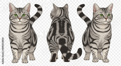 Majestic Silver Tabby American Shorthair Cat Views: Realistic Digital Illustration Set of Domestic Feline Pet Standing Front and Back on Transparent Background.