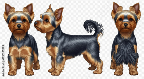 Realistic Yorkshire Terrier Dog Illustration Set in Three Different Poses (Front, Side, Standing) - Isolated Vector Art for Pet, Grooming, and Animal Designs.