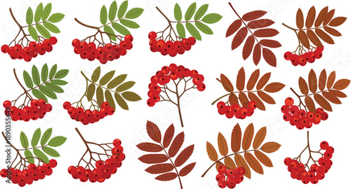 Rowan berry branches collection with red berries and autumn leaves botanical vector illustration set