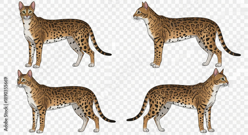 Detailed Vector Illustration Pack of Four Elegant Spotted Domestic Cats (Savannah/Bengal Type) Standing Poses Isolated on Transparent Background for Clipart and Graphic Design.