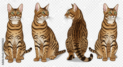 Quadro su tela Detailed Vector Illustration Set of Four Bengal or Toyger Cats Sitting in Different Poses, Isolated on Transparent Background