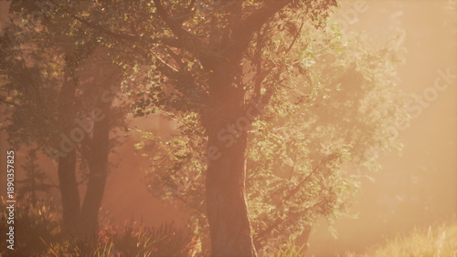 Fotografia Sunlight pours gently through the branches of trees, casting a warm glow in a peaceful forest