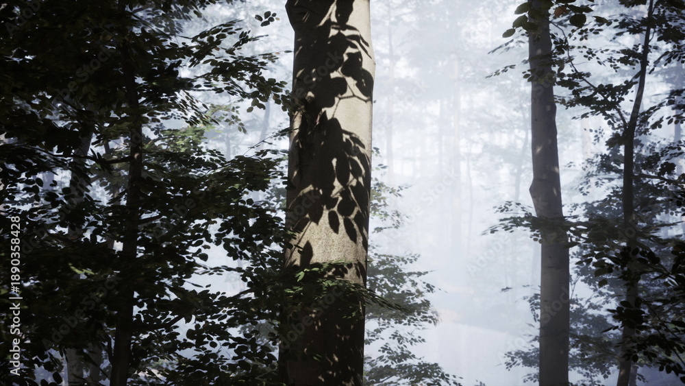 Fototapeta premium Amidst tall trees, a serene forest scene unfolds as gentle mist blankets the ground. Shadows dance on the tree trunks, creating a tranquil atmosphere filled with natures beauty.