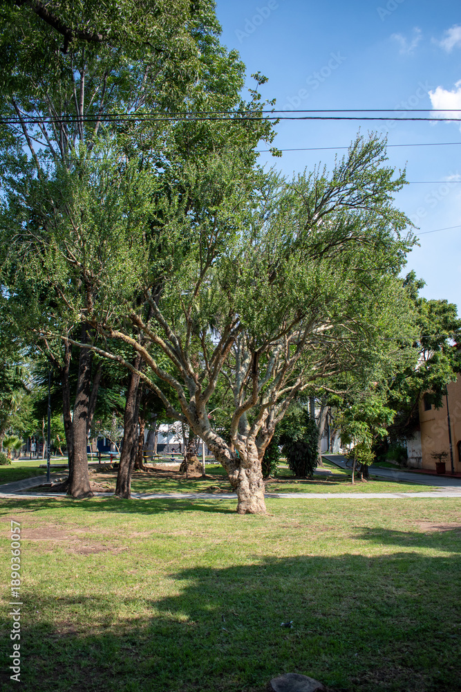 Fototapeta premium Sunny view of a tranquil park in Jalisco, Mexico, featuring lush green trees, sunlit grass, and a bright blue sky. Ideal for outdoor leisure and nature appreciation