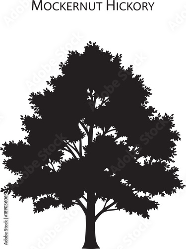 Mockernut Hickory tree silhouette on white background featuring a detailed deciduous crown and trunk for nature illustration projects botanical graphics and environmental design landscape art clip-art