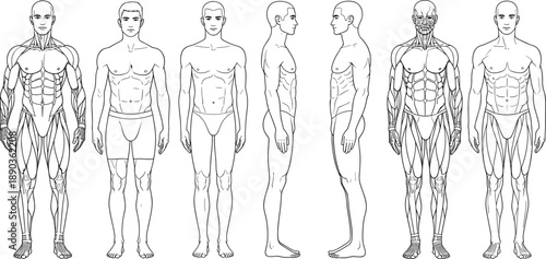 Male human anatomy reference set, front and side views, muscular system outline, vector line art, medical illustration, isolated body template