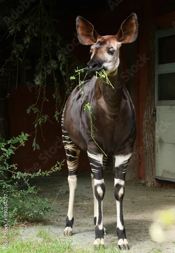 Fototapeta Okapi in the zoo