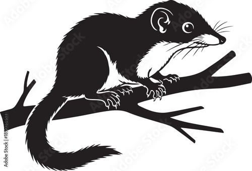 Black silhouette of a small mammal perched on a tree branch black and white animal rodent des