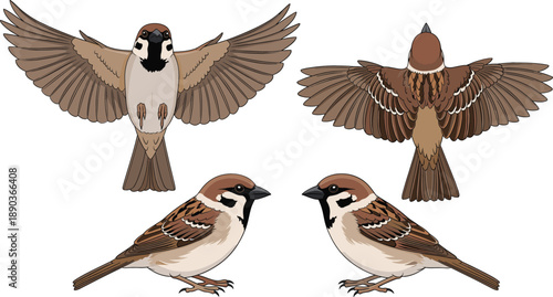 Sparrow bird vector set with flying and standing poses realistic wild songbird illustration isolated on white background