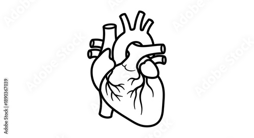 Anatomical illustration of the human heart, a vital organ in the circulatory system