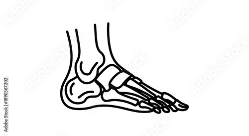 Anatomical illustration of the human foot bones, showcasing the tarsals, metatarsals, and phalanges in a side view
