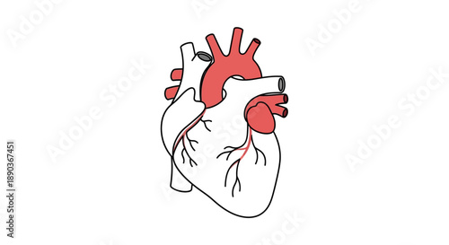 Anatomical illustration of a human heart with arteries highlighting the cardiovascular system and circulatory function