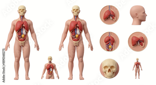 Human anatomy illustration showing the internal organs and skeletal system in male and female figures of varying sizes