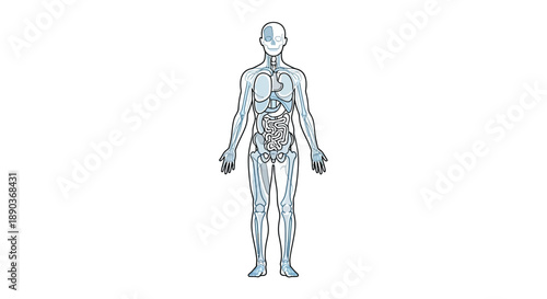 Detailed anatomical diagram illustrating the human body's internal organs, specifically highlighting the stomach and associated digestive system components