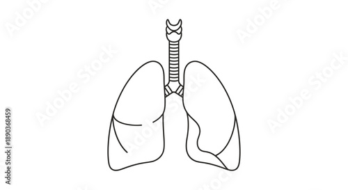 Detailed outline illustration of human lungs and trachea, representing the respiratory system anatomy and pulmonary function, isolated on a white background