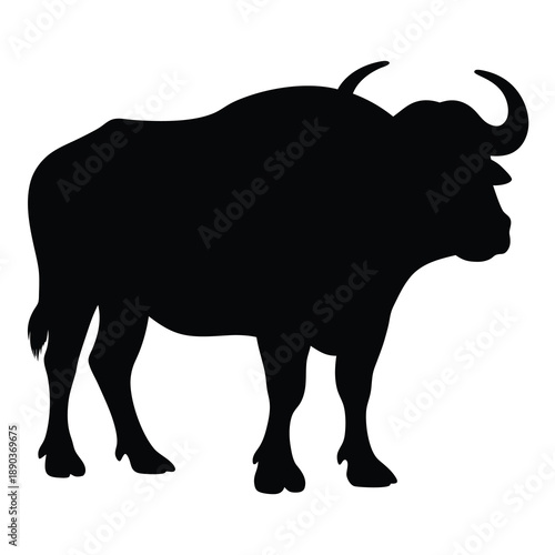 Silhouette of a magnificent buffalo, powerful animal standing majestically with curved horns