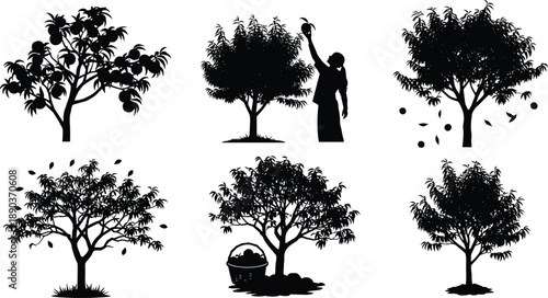 Fruit tree lifecycle, peach harvest stages, falling fruit, picking action, basket collection, seasonal farming, nature illustration, black silhouettes