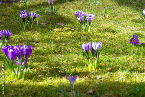 Ornamental crocus flowering in green grass background, vivid purple crocus flowers blooming in springtime in grassland, botany vivid background 