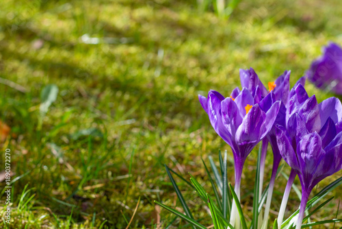 Ornamental crocus flowering in green grass background, vivid purple crocus flowers blooming in springtime in grassland, botany vivid background 