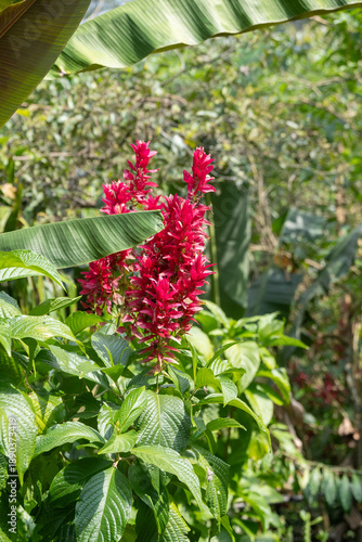 red flora in the tropical rainforest of Costa Rica