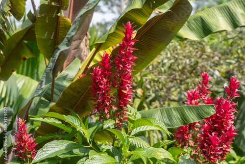 red flora in the tropical rainforest of Costa Rica