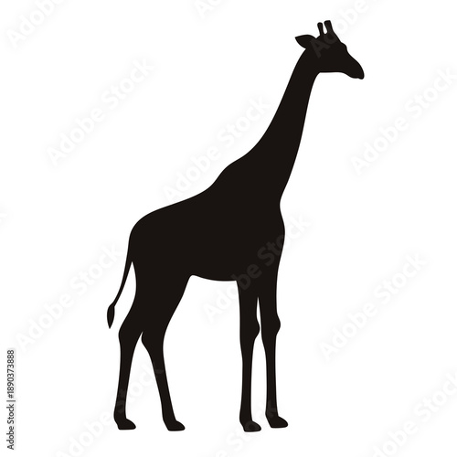 Giraffe black silhouette on white background of a tall African animal