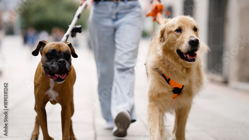 Tableau sur toile Two happy pet dogs, a boxer and a golden retriever, walking on a city street wit