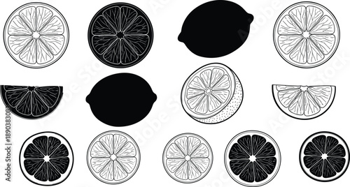 Lemon citrus slices and halves collection in black and white style, hand drawn fruit illustration set, fresh food vector design
