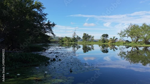 Low altitude aerial drone footage flying forward over calm water and water lilies in Etang de Saint-Paul Reunion Island. Birds briefly cross in front of the camera.