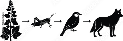 Black and white educational food chain silhouette showing energy transfer from plant to grasshopper bird and predator wolf