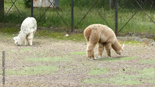 Alpaca grazing on grass in rural farm enclosure