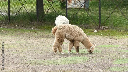 Alpaca grazing on grass in rural farm enclosure