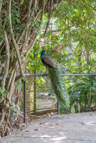 peacock close up on a sunny day in Costa Rica