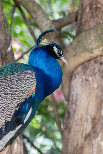 peacock close up on a sunny day in Costa Rica