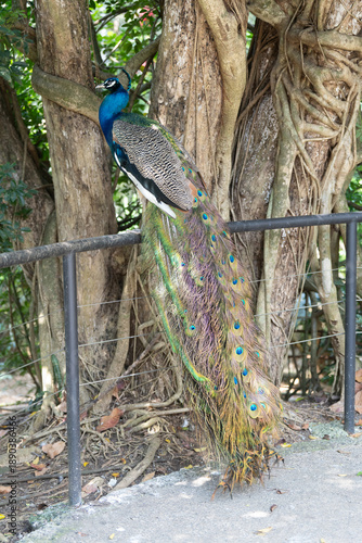 peacock close up on a sunny day in Costa Rica