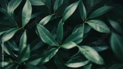 Wallpaper Mural Lush green foliage bathed in natural light, forming a vibrant organic background texture that conveys growth, freshness, vitality, and tranquil botanical beauty Torontodigital.ca